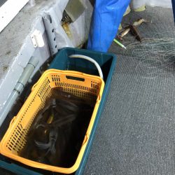 シーランチ 釣果