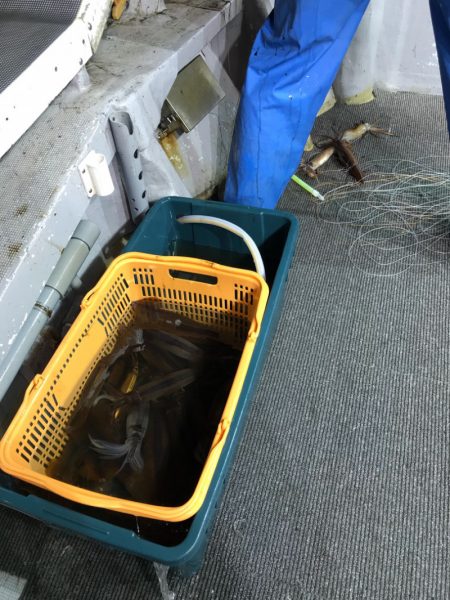 シーランチ 釣果