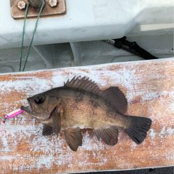 あみや渡船 JIGBOY 釣果