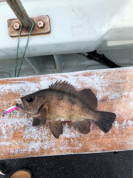 あみや渡船 JIGBOY 釣果