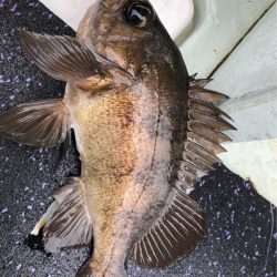 あみや渡船 JIGBOY 釣果