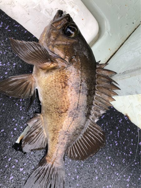 あみや渡船 JIGBOY 釣果