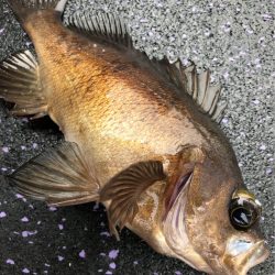 あみや渡船 JIGBOY 釣果