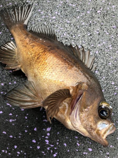 あみや渡船 JIGBOY 釣果