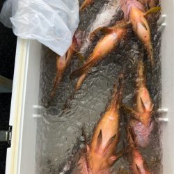 あみや渡船 JIGBOY 釣果