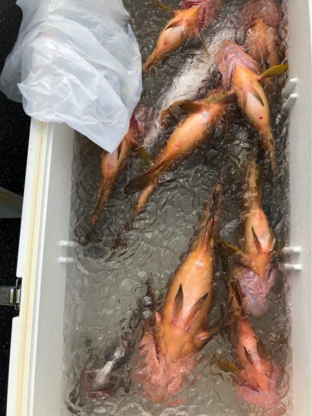 あみや渡船 JIGBOY 釣果