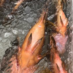 あみや渡船 JIGBOY 釣果