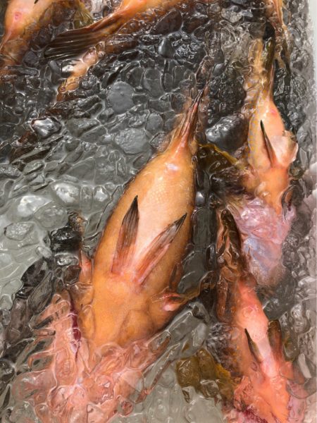 あみや渡船 JIGBOY 釣果