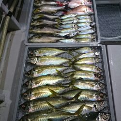 エンペラー 釣果