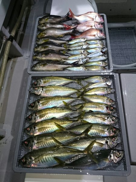 エンペラー 釣果