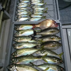 エンペラー 釣果