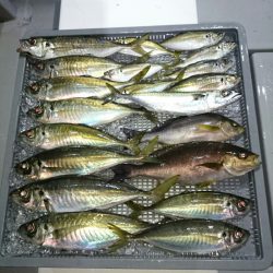 エンペラー 釣果