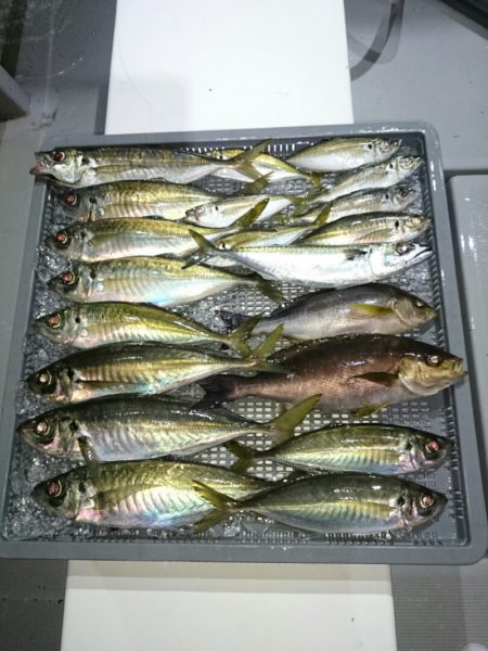 エンペラー 釣果