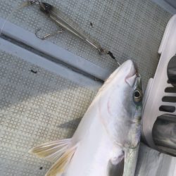 エムズジャーク（M’s JERK） 釣果