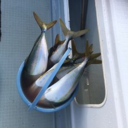 エムズジャーク（M’s JERK） 釣果