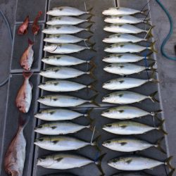 SeaRide(シーライド) 釣果