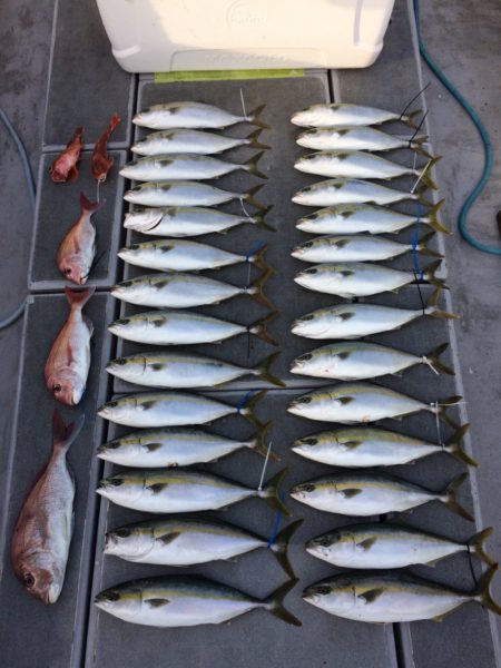 SeaRide(シーライド) 釣果