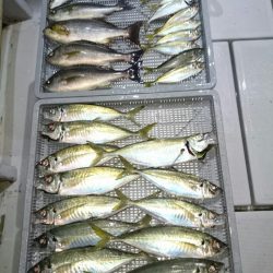 エンペラー 釣果