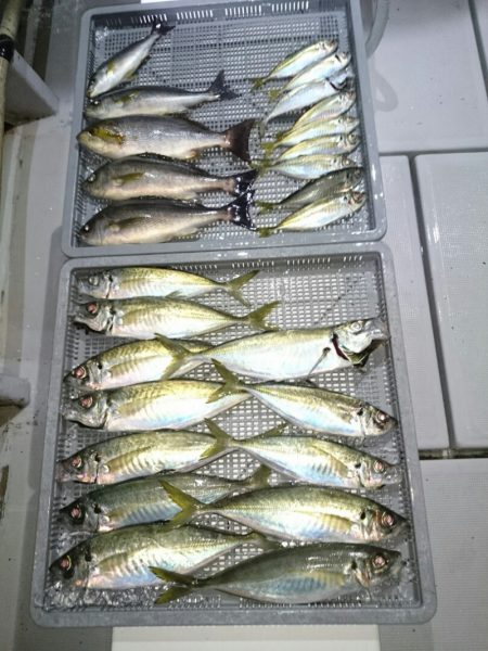 エンペラー 釣果