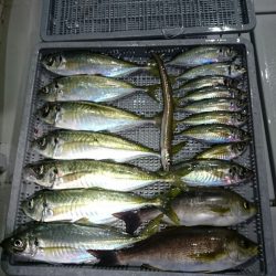 エンペラー 釣果