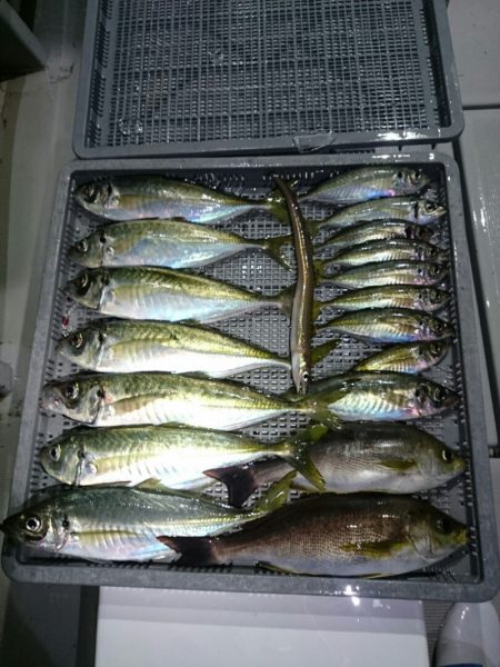 エンペラー 釣果