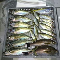 エンペラー 釣果