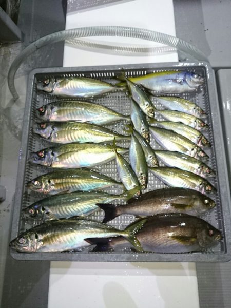 エンペラー 釣果