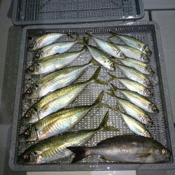 エンペラー 釣果