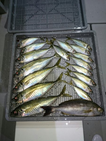 エンペラー 釣果