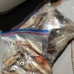 ＴＡＲＯＭＡＲＵ 釣果