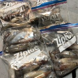 ＴＡＲＯＭＡＲＵ 釣果