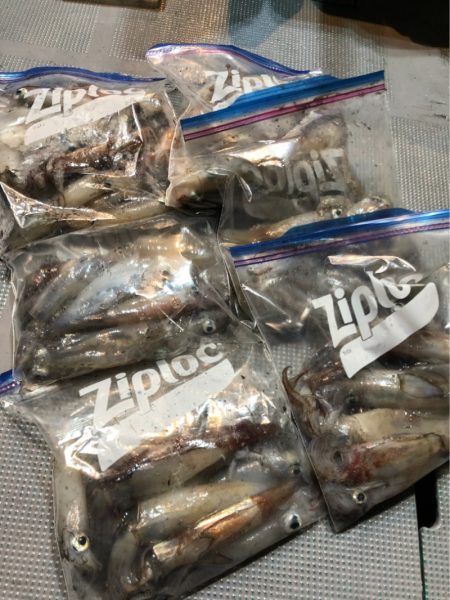 ＴＡＲＯＭＡＲＵ 釣果