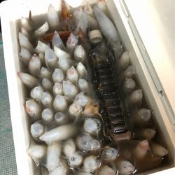 ＴＡＲＯＭＡＲＵ 釣果