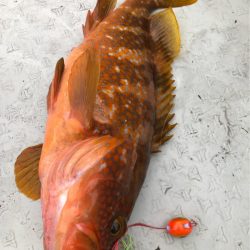 あみや渡船 JIGBOY 釣果