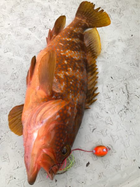 あみや渡船 JIGBOY 釣果