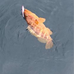 あみや渡船 JIGBOY 釣果