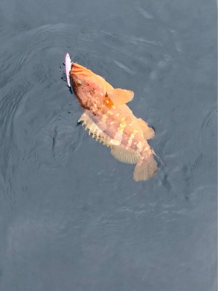 あみや渡船 JIGBOY 釣果