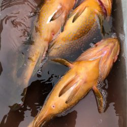 あみや渡船 JIGBOY 釣果