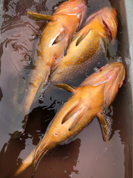 あみや渡船 JIGBOY 釣果