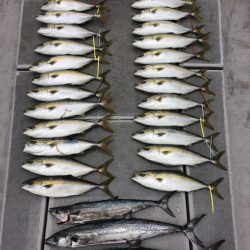 SeaRide(シーライド) 釣果