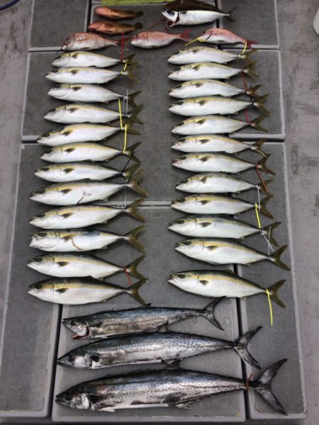 SeaRide(シーライド) 釣果