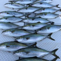 ビッグファイター 釣果