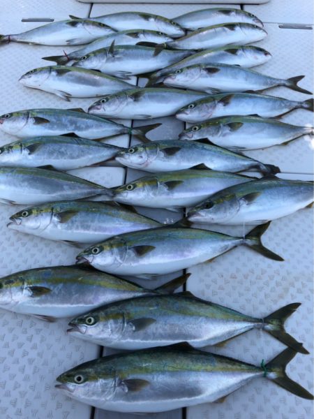 ビッグファイター 釣果