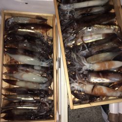 第二八坂丸 釣果