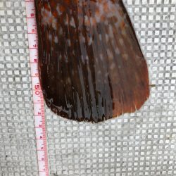 あみや渡船 JIGBOY 釣果