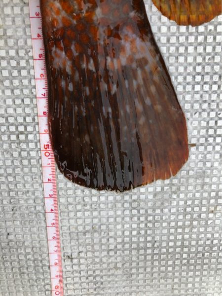 あみや渡船 JIGBOY 釣果