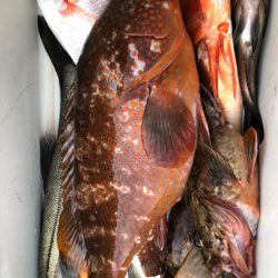 あみや渡船 JIGBOY 釣果