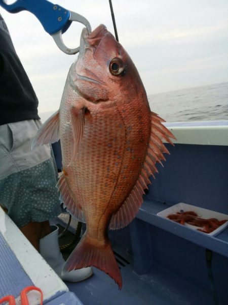 新幸丸 釣果
