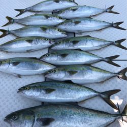 ビッグファイター 釣果