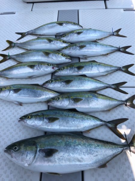 ビッグファイター 釣果